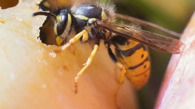 Wasps Eat Siblings to Fill Food Shortage, Finds New Study