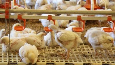 Biggest chicken processors to fix unfair contracts with farmers after ACCC investigation