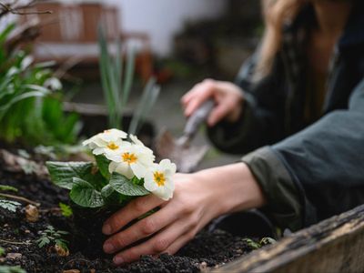 House prices: Good-looking gardens may increase value, poll suggests