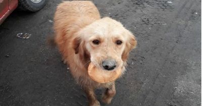 Homeless dog carries bread in mouth so she doesn't starve on the streets