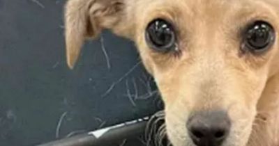'Screaming' tiny puppy lucky to be alive after being found with arrow through her neck