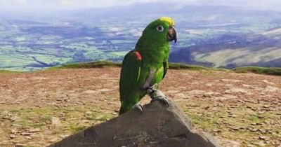 A parrot with a Valleys accent has gone missing