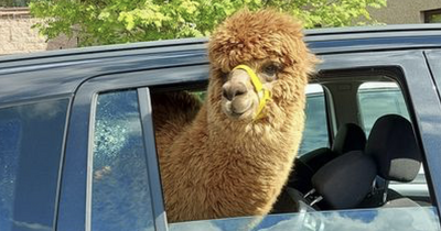 Meet the hand-reared orphan alpaca who travels in cars and makes OAPs smile in care home