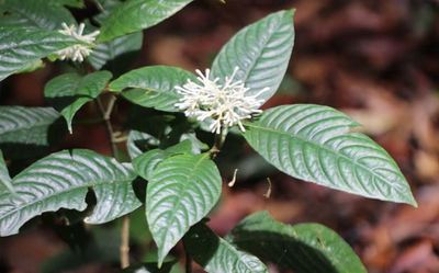 New plant species of the genus Ophiorrhiza spotted in State