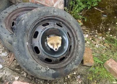 Fox cub rescued by firefighters after getting stuck inside car tyre