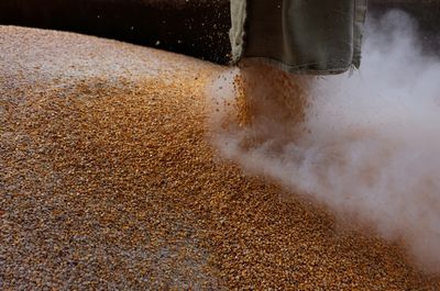 Time for Ukraine grain exports ebbing as harvest looms says lawmaker