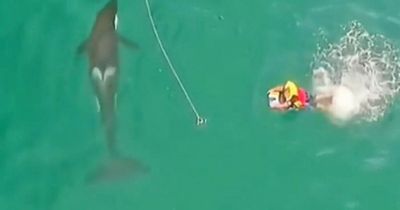 Stunning moment inquisitive killer whale swims towards swimmer and blows bubbles