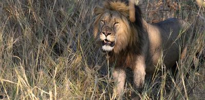 Snare and shotgun injuries reveal more about threats to lions and leopards in Zambia