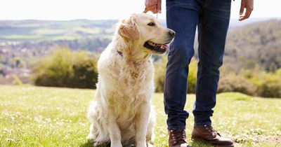 Millennials love their pets more than their siblings, study claims