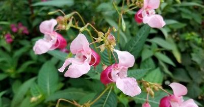 Nine 'criminal' plants you could be fined for growing in your garden