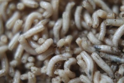 Pupils horrified as maggots drop from ceiling onto classroom desks