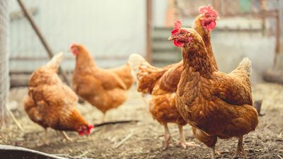 Sanderson Farms Earnings Triple As Chicken Producer Crushes Views