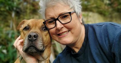 Meet the UK's super dogs - from a live-saving mastiff, to a poodle that can surf