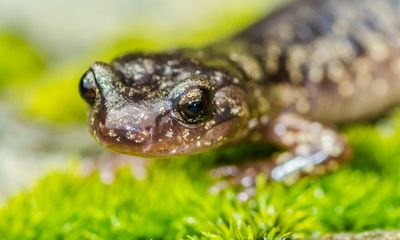 Secrets of California’s skydiving salamanders revealed by researchers