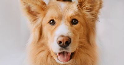 Can pets get monkeypox? Expert reveals risks to dogs and cats as UK cases rise