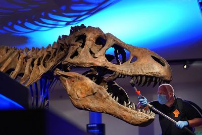 Researchers discover most dinosaurs were warm-blooded