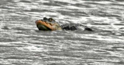 Woman shocked by 9ft alligator missing half of its jaw in confounding encounter