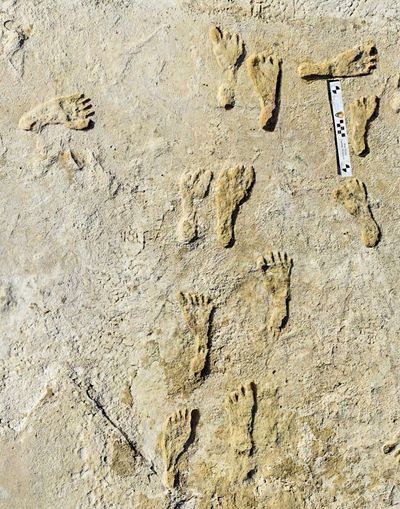 Ancient fossilised footprints of adult and child discovered in New Mexico desert