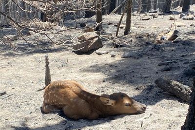 Firefighters rescue 'Cinder' the elk calf from fire's ashes