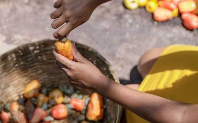 The cashew fruit gets its due: Restaurants in Goa innovate with the tangy apple