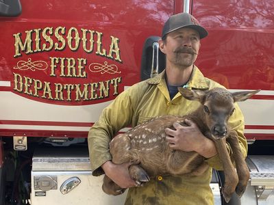 Firefighters rescued an elk calf from the ashes of the New Mexico blaze