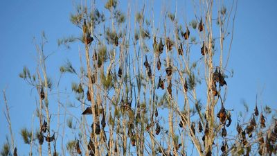 Flying fox feeding frenzy amid mass flowering of eucalypts on NSW South Coast