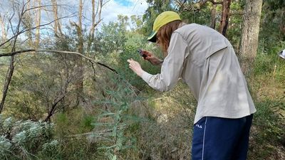 Black Summer bushfire BioBlitz in NSW finds species bouncing back better than other regions