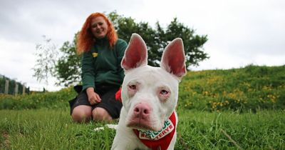 Deaf and partially blind puppy hopes for a happy forever home in County Durham