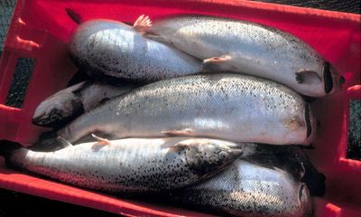 Major New Zealand salmon producer shuts farms as warming waters cause mass die-offs