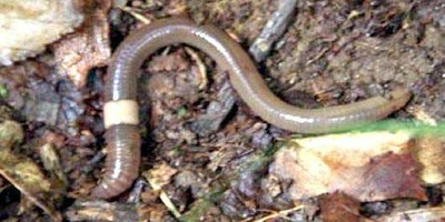 Jumping Worms, The ‘Evil Twin’ Of Earthworms, Showing Up In California, Elsewhere