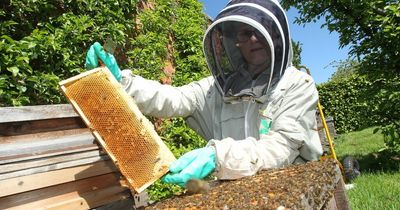 Beekeepers put on alert as deadly disease is found in Perthshire