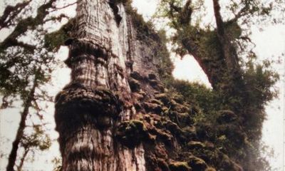 Ancient cypress in Chile may be the world’s oldest tree, new study suggests