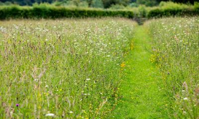 ‘It looks beautiful’: UK gardeners on leaving lawns uncut for No Mow May