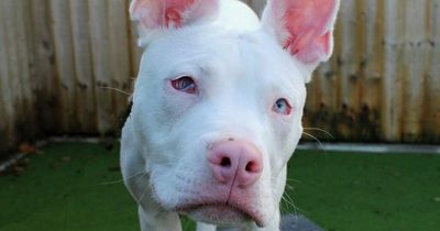 Deaf and blind puppy 'blissfully unaware he is different' from other rescue dogs