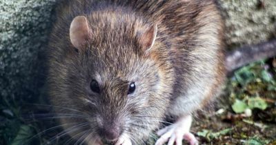 Rentokil warns of a 30% surge in rats - enough to bury Centre Court 500 times