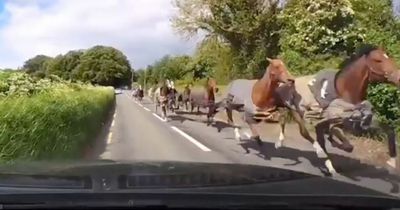 Two horses die after terrifying moment 16 thoroughbreds gallop towards cars on main road