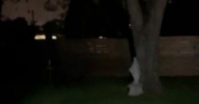 Dog stops in its tracks after noticing 'ghostly figure' in back garden