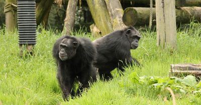 Check out these Chimps at Blair Drummond Safari Park in this week's Courier competition