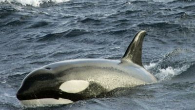 Fears for health of killer whale lost in the river Seine