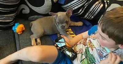 Neighbour who stole French bulldog puppy was asking questions about him that day