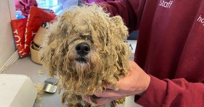 Animal shelter's plea after 45 neglected dogs signed over to them in one day