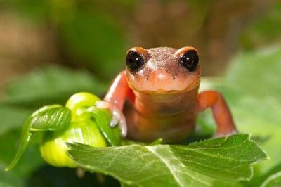 In a bizarre new experiment, scientists threw salamanders into a wind tunnel