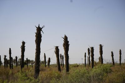 Climate change ravages Iraq as palm trees make way for desert
