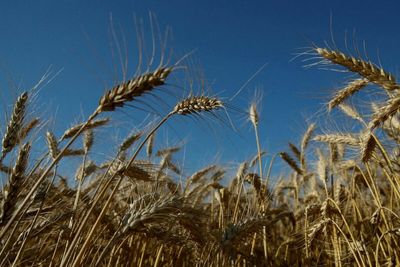 Black Sea ports still the best way to get Ukraine's grain moving fast
