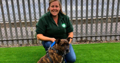 Edinburgh Dog and Cat Home hiring for 'dream job' of animal-loving kennel assistants
