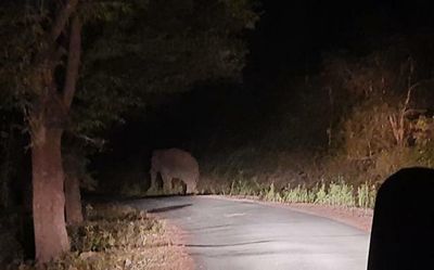 Farmer killed in elephant attack near Gudiyatham