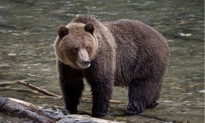 Yellowstone grizzly bear attacks smaller bear; park provides details