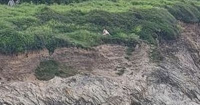 Amorous couple caught having sex on cliff in view of restaurant full of diners