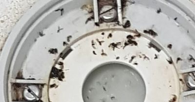 Couple's home 'taken over' by thousands of flies leaving them embarrassed to have guests