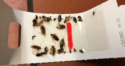 Takeaway slammed after cockroaches found 'throughout' shop - including serving counter